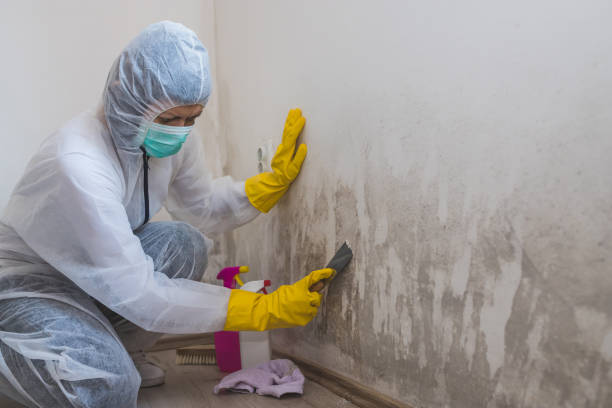 Best Local Mold Removal Service  in Line Acres, MO