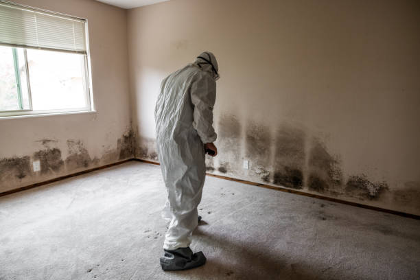 Best Residential Mold Removal  in Line Acres, MO