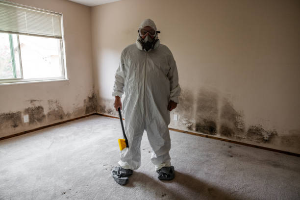Attic Mold Removal in Moline Acres, MO