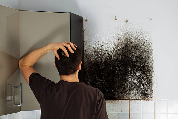 Best Fast Mold Removal  in Line Acres, MO