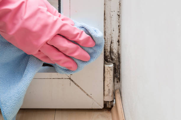 Trusted Moline Acres, MO Mold Removal Experts