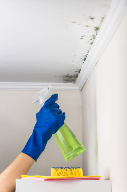 Best Professional Mold Removal  in Line Acres, MO