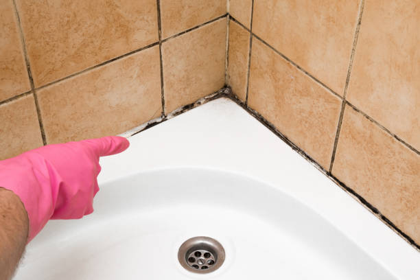 Best Attic Mold Removal  in Line Acres, MO